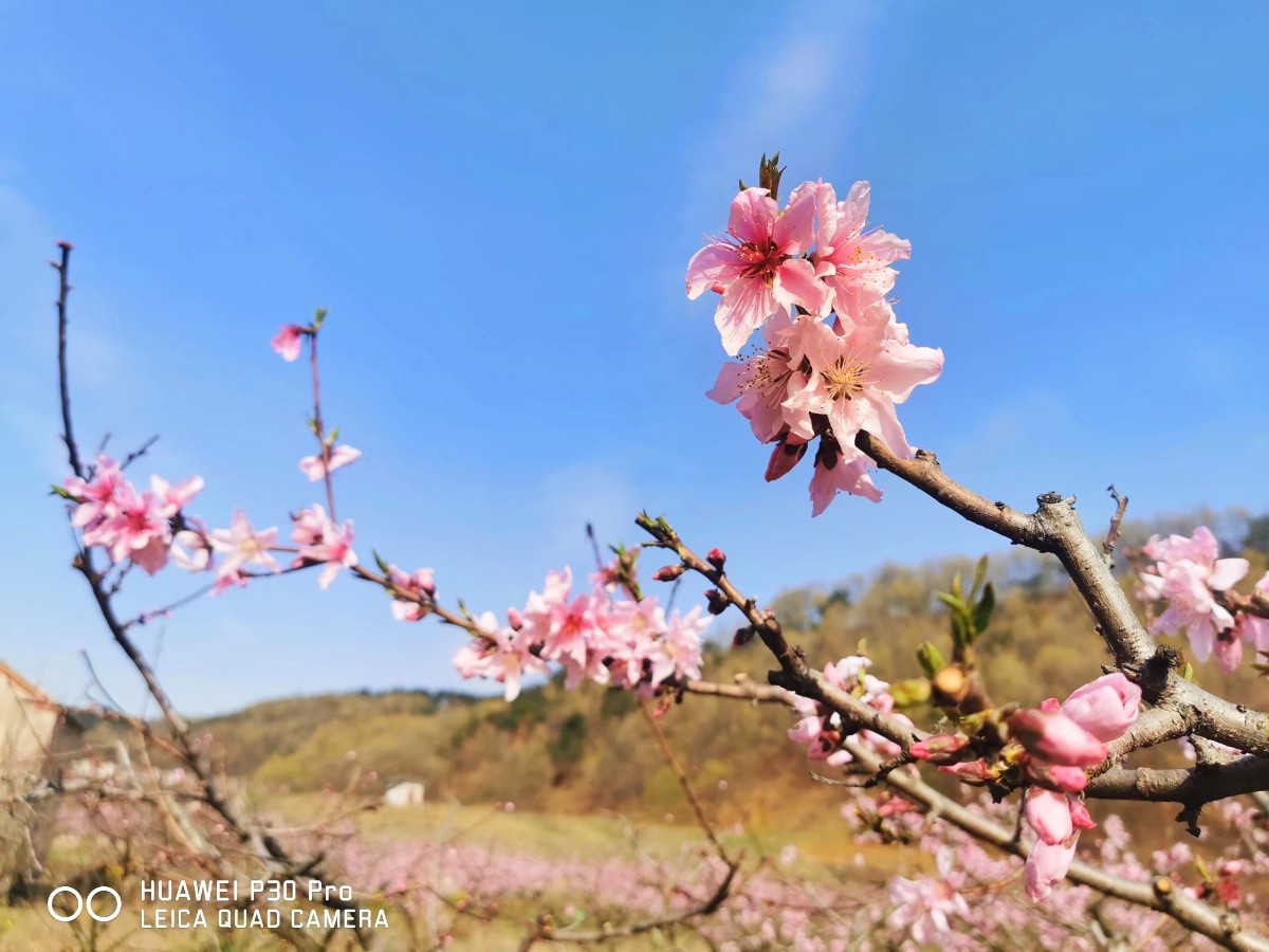 12月生肖牛的桃花運(yùn)介紹